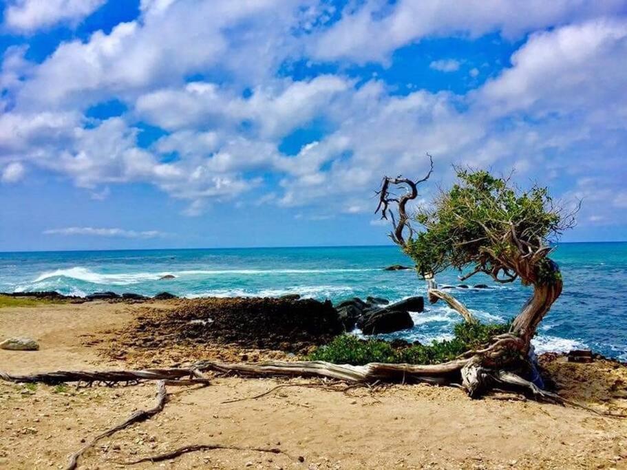 Aruba Condo The Pearl - At Eagle Beach - Minute Walk! Palm Beach Exteriör bild